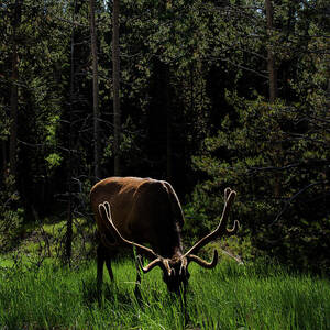 Elk Grazing in a Sunlit Forest in Grand Teton National Park by Brandon Wichmann