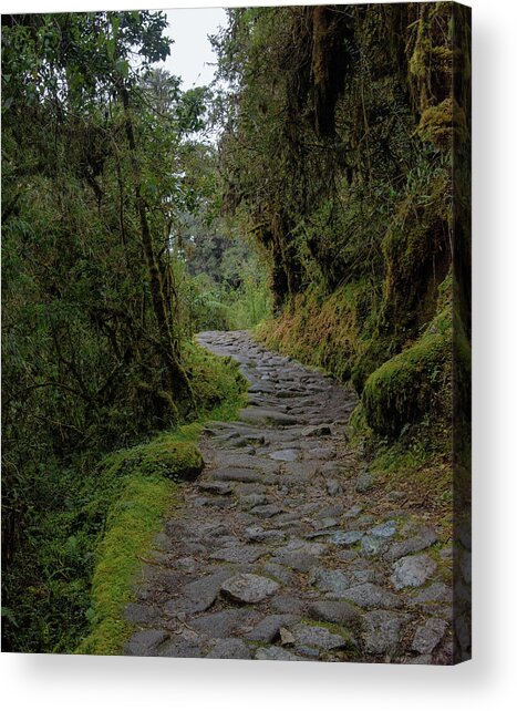 Moss-covered Path Through Lush Forest On The Inca Trail Acrylic Print
