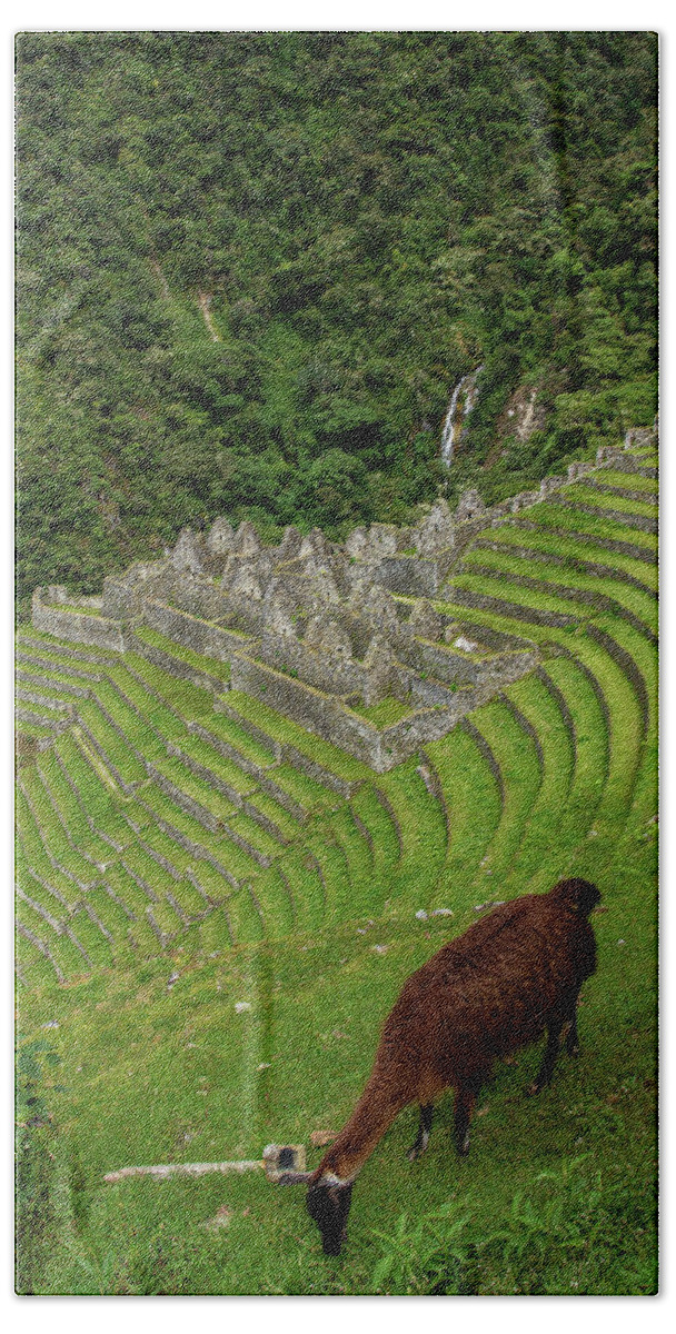 Winay Wayna With Grazing Llama Hand Towel