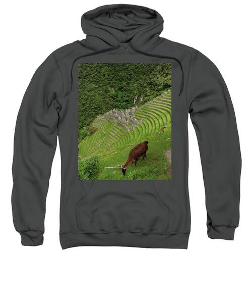 Winay Wayna With Grazing Llama Sweatshirt