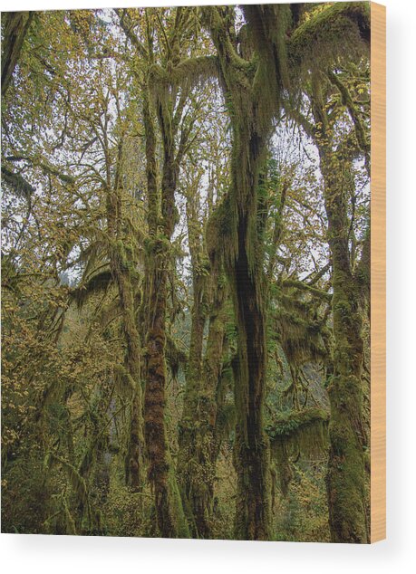 Moss-Covered Trees in a Dense Forest Wood Print