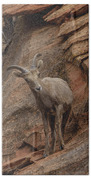 Bighorn Sheep On Rocky Terrain Bath Towel