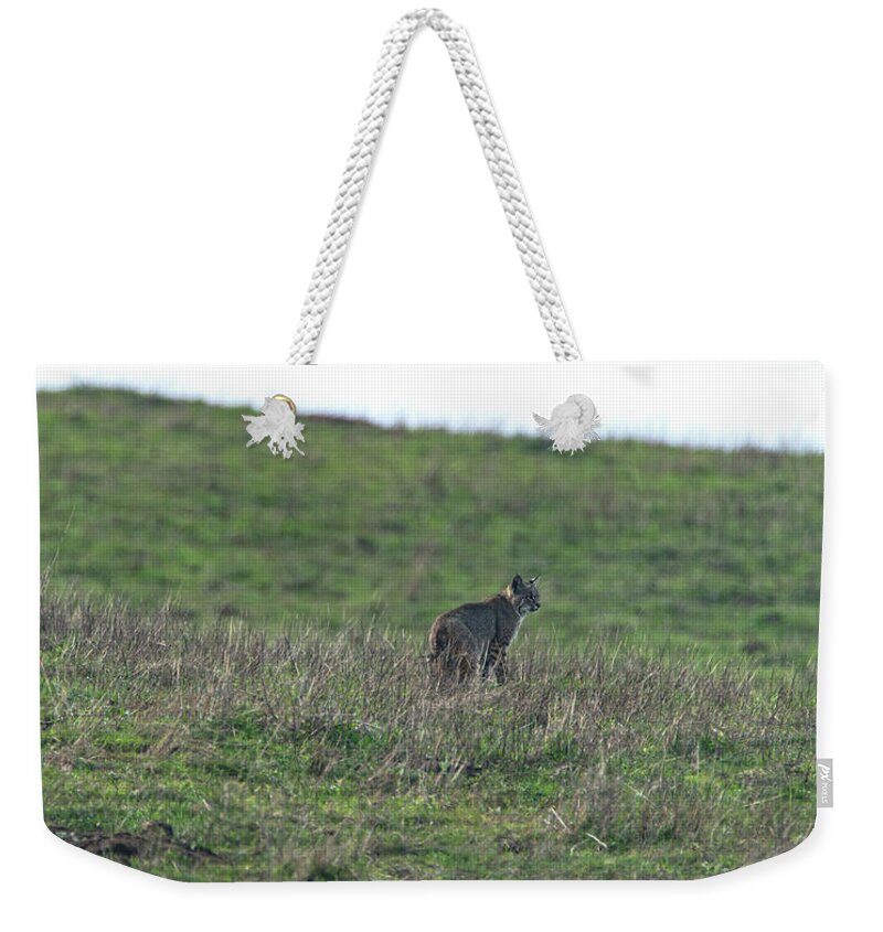 Bobcat in Grassy Field Weekender Tote Bag