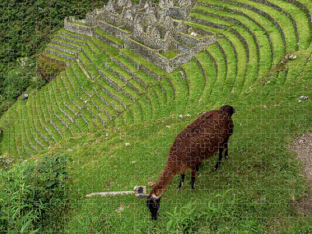 Winay Wayna With Grazing Llama Jigsaw Puzzle