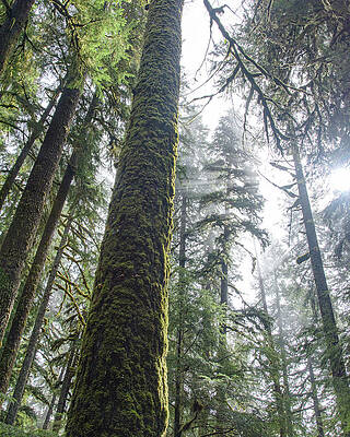 Wall Art featuring the photograph Majestic Forest Canopy In Olympic National Park by Brandon Wichmann