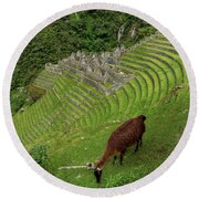 Winay Wayna With Grazing Llama Round Beach Towel