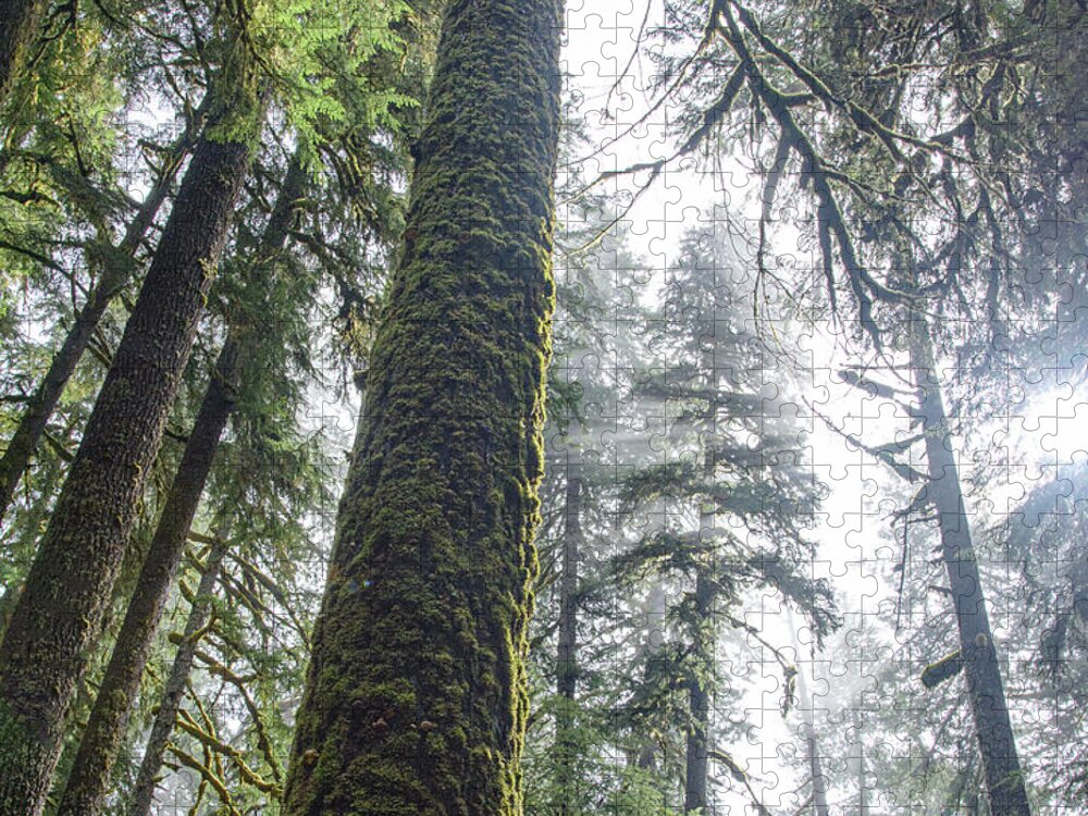 Majestic Forest Canopy In Olympic National Park Jigsaw Puzzle