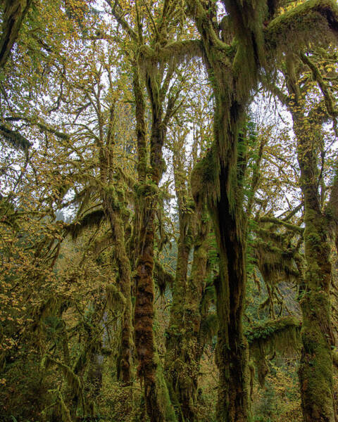 Moss-Covered Trees in a Dense Forest Art Print