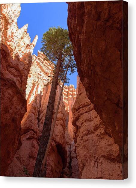 Tree Reaches Skyward in Bryce Canyon National Park Canvas Art Print by Brandon Wichmann