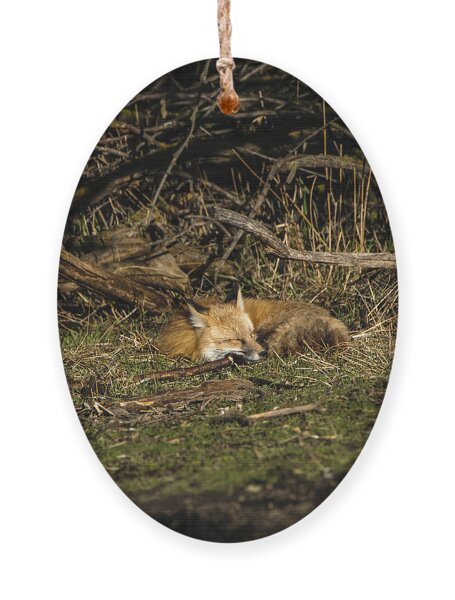 Peaceful Fox In Sunlit Meadow Ornament