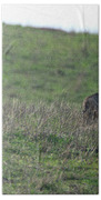 Bobcat in Grassy Field Bath Towel