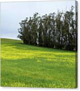 Rolling Hills With Blooming Wildflowers Canvas Print