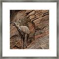 Bighorn Sheep On Rocky Terrain Framed Print