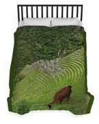 Winay Wayna With Grazing Llama Duvet Cover