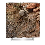 Big Horn Sheep Agile Descent In Zion National Park Shower Curtain