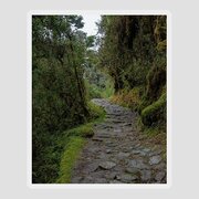 Moss-covered Path Through Lush Forest On The Inca Trail Sticker