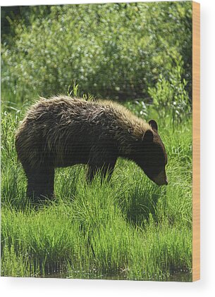 Wildlife Wood Prints
