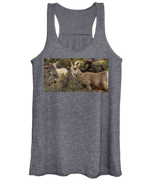 Mountain Goats in Natural Habitat Women's Tank Top