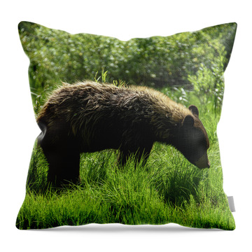 Solitary Bear In Grand Teton National Park Throw Pillow