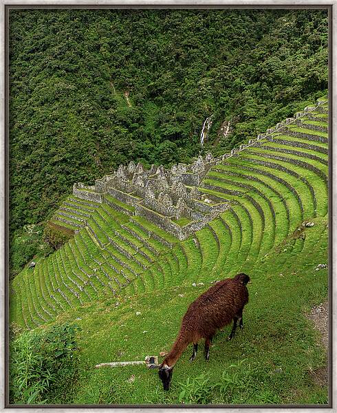 Winay Wayna With Grazing Llama Framed Print