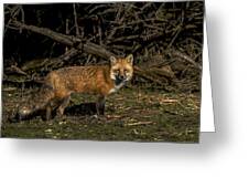 Fox In Sunlit Forest Clearing Greeting Card