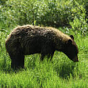 Solitary Bear In Grand Teton National Park Art Print
