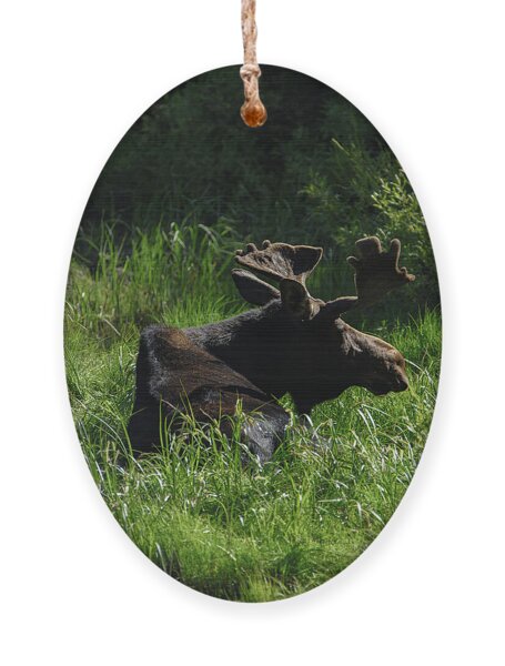 Moose Resting In Sunlit Meadow In Grand Teton National Park Ornament