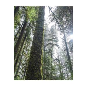 Majestic Forest Canopy in Olympic National Park by Brandon Wichmann Majestic Forest Canopy in Olympic National Park by Brandon Wichmann
