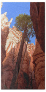 Tree Reaches Skyward In Bryce Canyon National Park Beach Towel