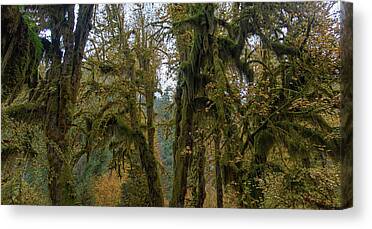 Tree Canvas Prints
