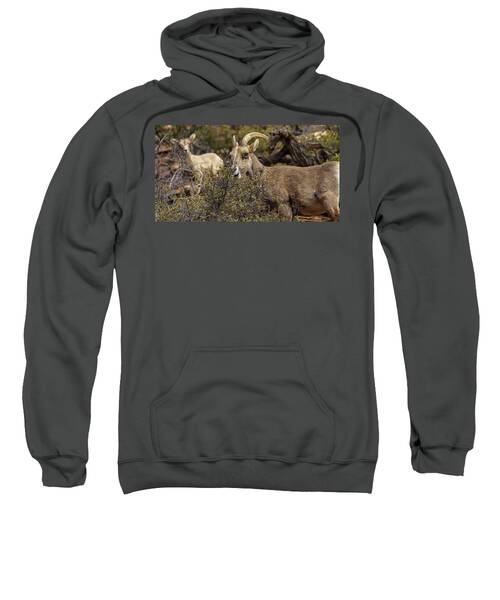 Bighorn Sheep in Zion National Park Sweatshirt by Brandon Wichmann