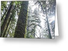 Majestic Forest Canopy In Olympic National Park Greeting Card