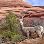 Big Horn Sheep In Zion National Park Poster