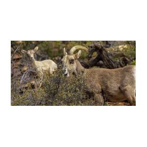 Bighorn Sheep in Zion National Park by Brandon Wichmann