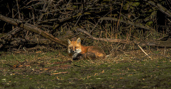 Fox Resting In Sunlit Clearing Poster