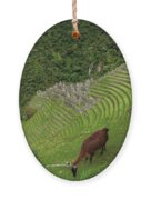 Winay Wayna With Grazing Llama Ornament