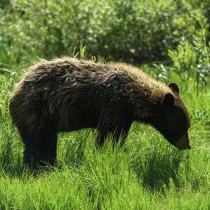 Solitary Bear in Grand Teton National Park by Brandon Wichmann