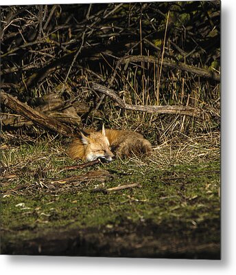 Peaceful Fox in Sunlit Meadow Metal Print by Brandon Wichmann