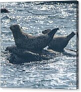 Seals Resting On Rocky Shoreline Acrylic Print