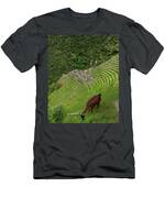 Winay Wayna With Grazing Llama T-Shirt