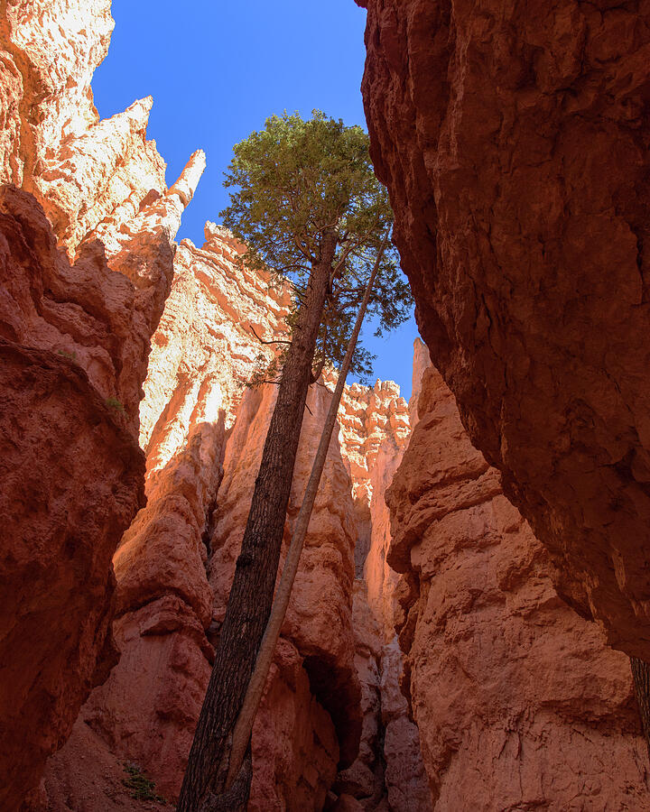 Tree Reaches Skyward in Bryce Canyon National Park Photograph by Brandon Wichmann