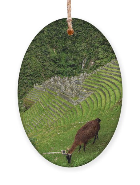 Winay Wayna With Grazing Llama Ornament
