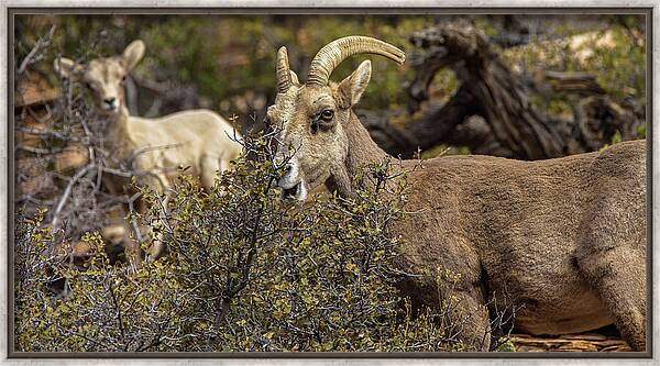 Mountain Goats in Natural Habitat Framed Print