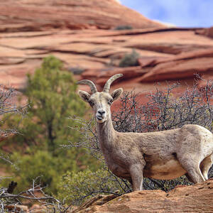 Big Horn Sheep in Zion National Park by Brandon Wichmann Big Horn Sheep in Zion National Park by Brandon Wichmann