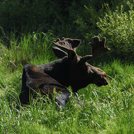 Moose Resting in Sunlit Meadow in Grand Teton National Park by Brandon Wichmann