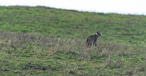 Bobcat in Grassy Field Poster