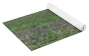 Bobcat in Grassy Field Yoga Mat