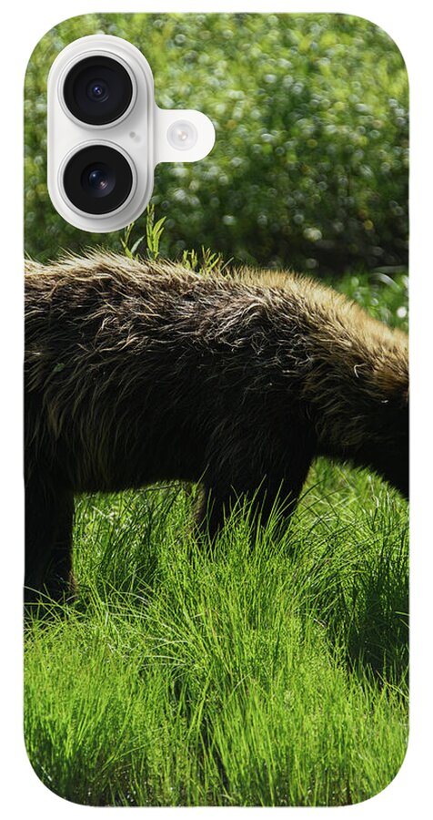 Solitary Bear In Grand Teton National Park iPhone Case