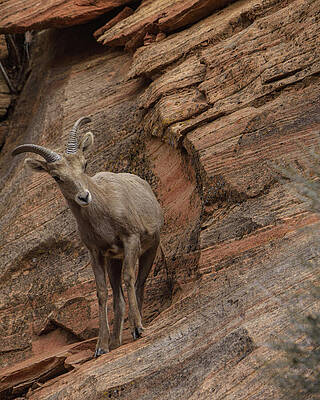 Landscape Wall Art featuring the photograph Bighorn Sheep On Rocky Terrain by Brandon Wichmann