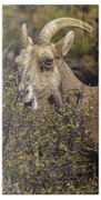 Mountain Goats in Natural Habitat Bath Towel